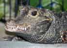動物図鑑・ニシアフリカコビトワニ 1